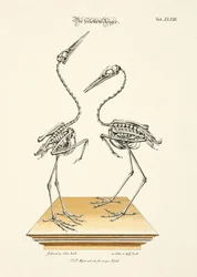 De skeletreigers
