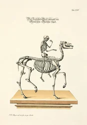 Het geskeletonneerde paard met een menselijk skelet dat rijdt