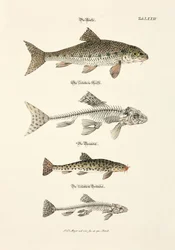 De forel, de riviergrondel en hun skeletten