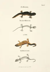 De watersalamander met skelet