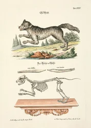 De wolf