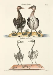 De kleine duiker en zijn skelet