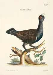 Auerhoen