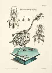 Auerhoen Skelet