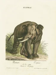 Aziatische olifant in natuurlijke omgeving