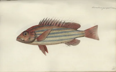 Lutjanus quinquelineatus, voor 1790
