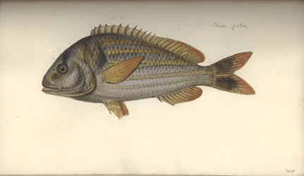 Perca juba, voor 1792