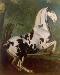 De schimmelhengst bij de Eisgruber Stud