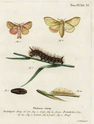 Drinkervlinder, Euthrix potatoria