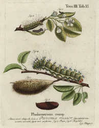 Keizersmot, Saturnia pavonia, larve, pop, chrysalis