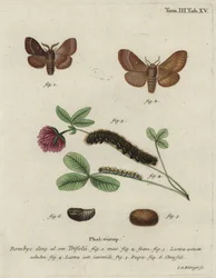 Grasbladroller, Lasiocampa trifolii.