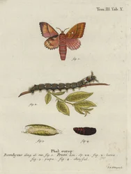 Odonestis pruni mot.