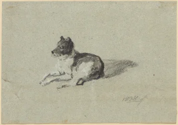 Twee hondenstudies