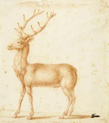 Een adelaar