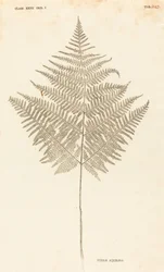 Pteris Aquilina