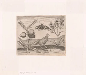 Serie prenten met bloemen en dieren in een landschap