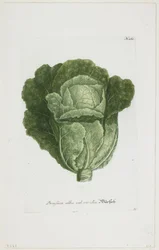 Brassica alba vel viridis, uit Phytanthoza Iconographia, 1735-45