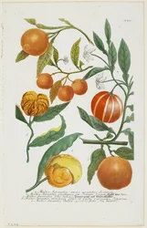 a-e Malus Aurantia etc., uit Phytanthoza Iconographia, 1735-45