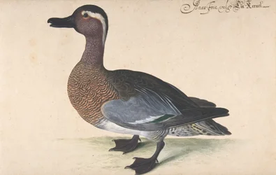 Een mannelijke wintertaling, 1604-80