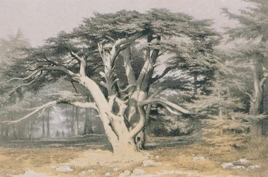 Ceders van Libanon. Ets door Bernatz et alii - Steinkopk J.F. Editore