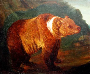 Een bruine beer in een landschap, ca. 1719