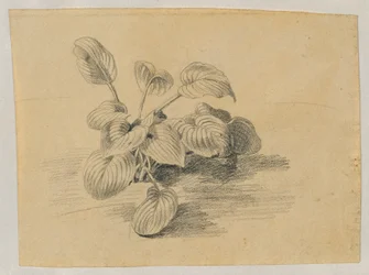 Studie van een bladplant