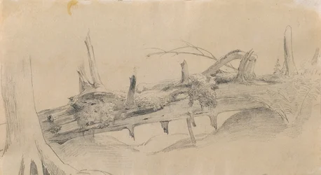 Wortelwerk, Omgevallen Boom