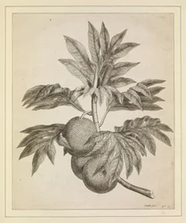 Een tak van de broodvruchtboom