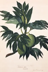 Een tak van de broodvruchtboom met vrucht, ca. 1773 (gravure)