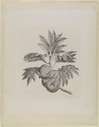 Een tak van de broodvruchtboom met de vrucht