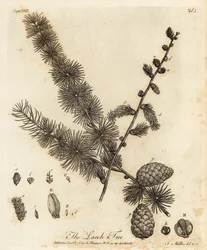 Europese lariks, Larix decidua
