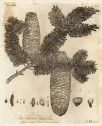 Europese zilverspar, Abies alba
