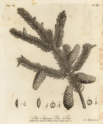 Picea abies