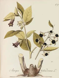Afbeelding van alle economische planten, 1786-1788