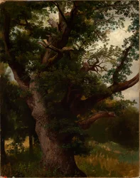 Eikenboom