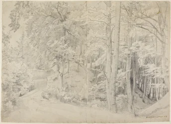 In het beukenbos