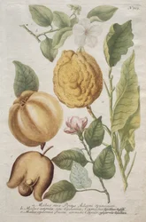 Phytanthoza iconographia: nr. 703