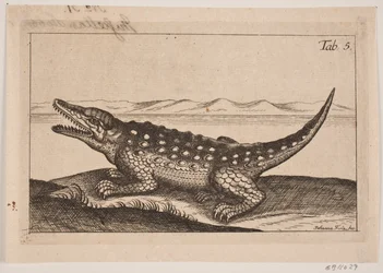 Een krokodil