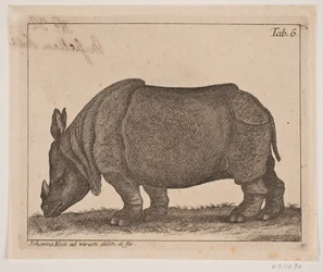 Een neushoorn