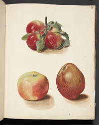Studie van appels