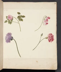Studie van bloemen