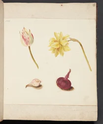 Studie van bloemen en bollen