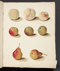 Studie van perzik, appel en peer