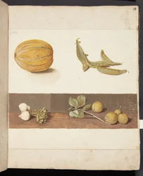 Studie van fruit en groenten