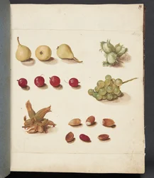 Studie van fruit, bessen en noten