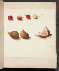 Studie van Kersen en Vijgen