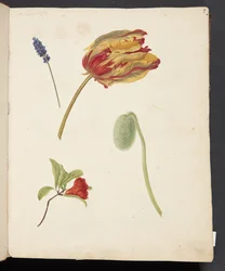 Studie van een tulp en andere bloemen