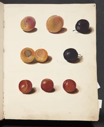 Studies van pruimen