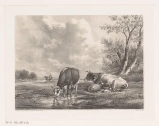 Twee koeien en schaap bij het water