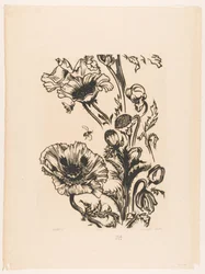 Studie papavers